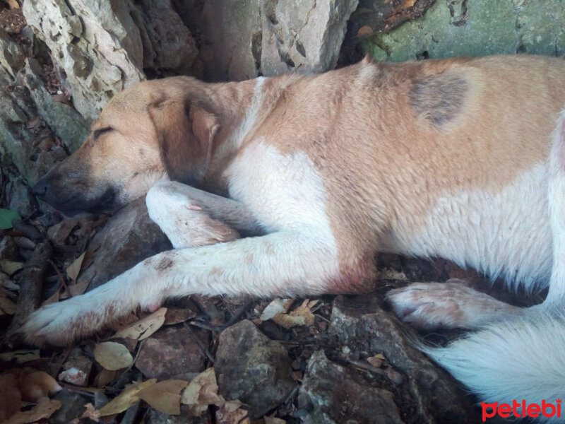 Sokö (Sokak Köpeği), Köpek  Carla fotoğrafı