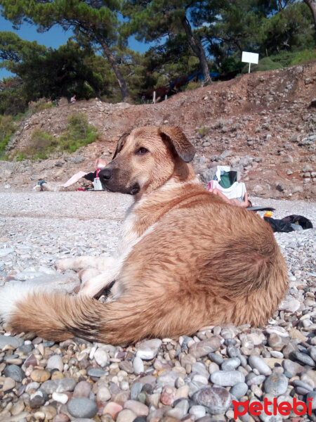 Sokö (Sokak Köpeği), Köpek  Carla fotoğrafı