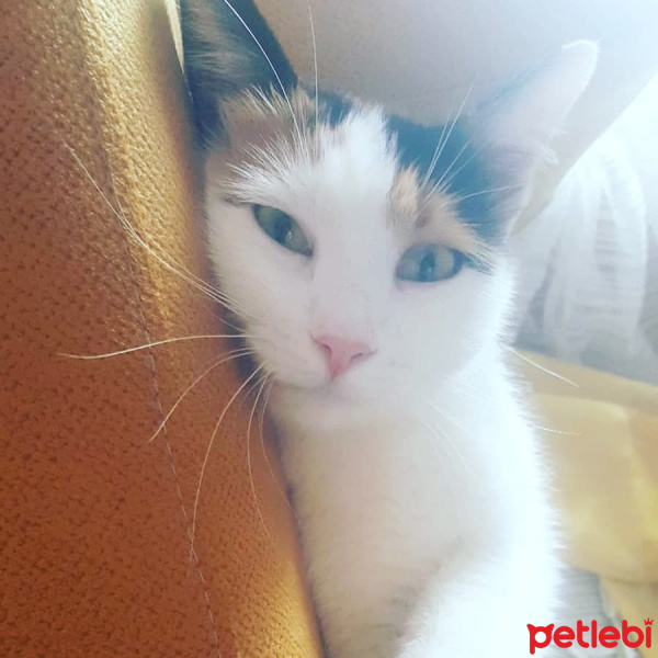 Van Kedisi, Kedi  Çiçek - çiço fotoğrafı