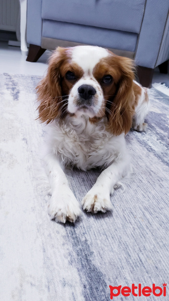 Cavalier King Charles Spanieli, Köpek  Tarçın fotoğrafı