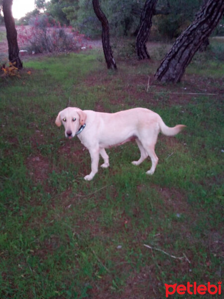 Labrador Retriever, Köpek  Lucky Lisa fotoğrafı