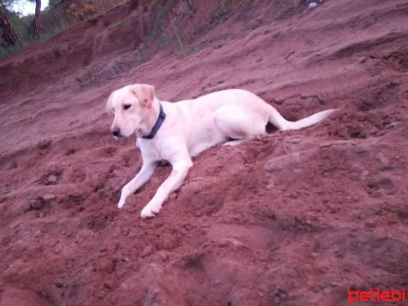 Labrador Retriever, Köpek  Lucky Lisa fotoğrafı