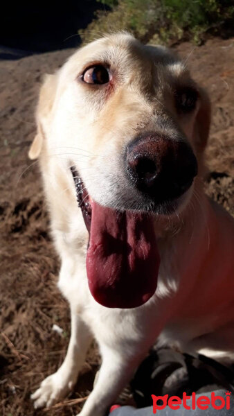 Labrador Retriever, Köpek  Lucky Lisa fotoğrafı