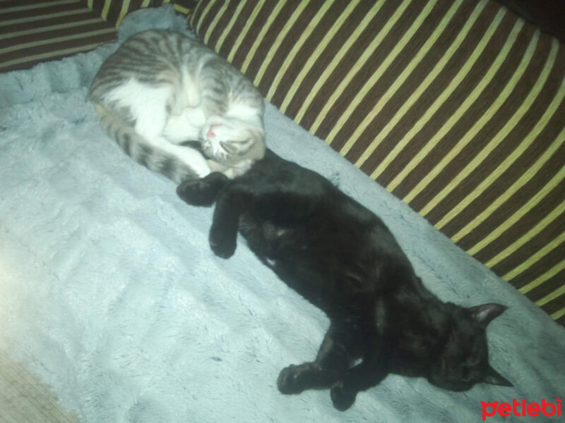 Soke, Kedi  Smokey fotoğrafı