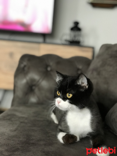 British Shorthair, Kedi  Harmoni fotoğrafı