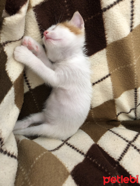 Sarman, Kedi  Tarçın fotoğrafı