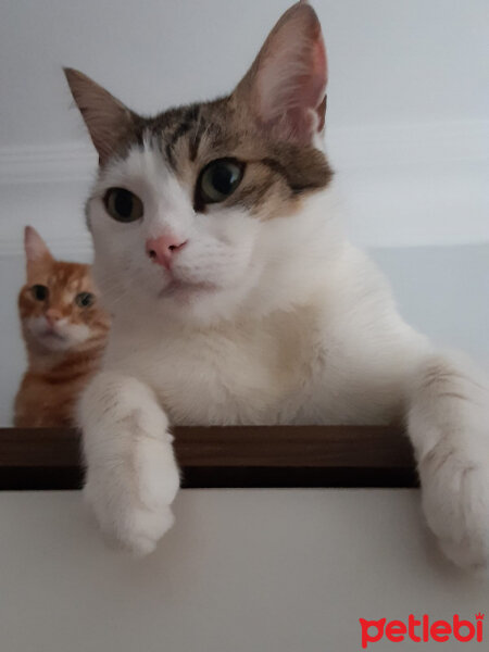 Tekir Kedi, Kedi  pamuk fotoğrafı