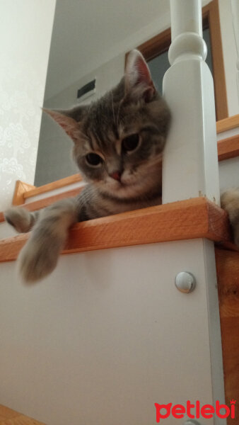 British Shorthair, Kedi  Hasan fotoğrafı