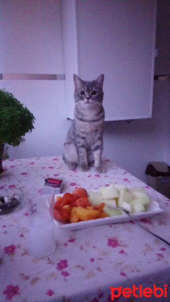 British Shorthair, Kedi  Hasan fotoğrafı