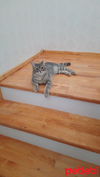 British Shorthair, Kedi  Hasan fotoğrafı