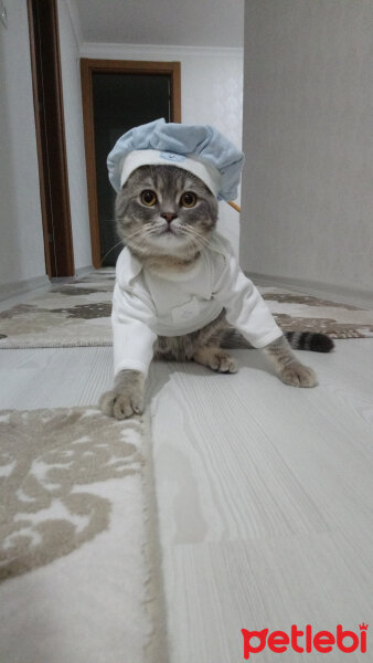 British Shorthair, Kedi  Hasan fotoğrafı