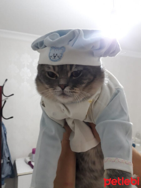 British Shorthair, Kedi  Hasan fotoğrafı