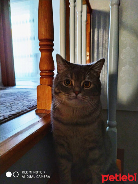 British Shorthair, Kedi  Hasan fotoğrafı