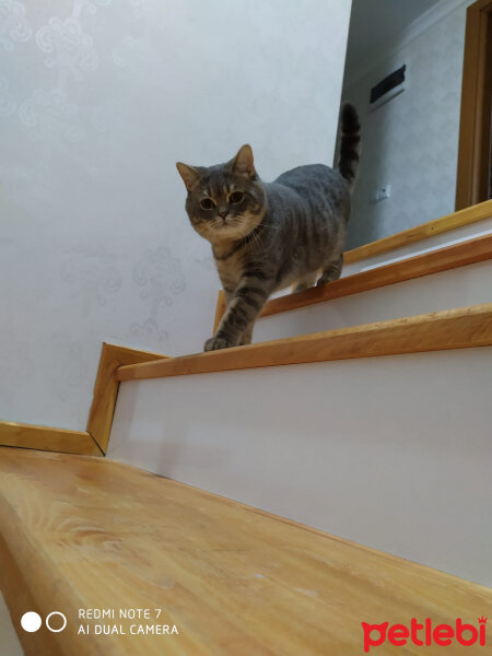 British Shorthair, Kedi  Hasan fotoğrafı