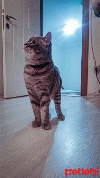 British Shorthair, Kedi  Hasan fotoğrafı