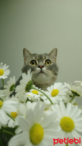 British Shorthair, Kedi  Hasan fotoğrafı