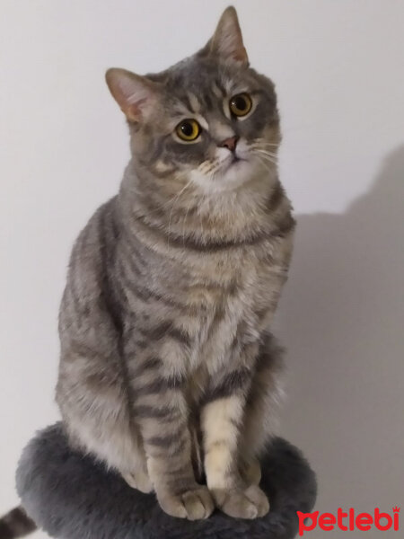 British Shorthair, Kedi  Hasan fotoğrafı