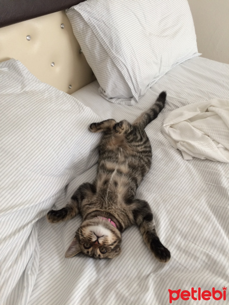 Tekir Kedi, Kedi  Aşk fotoğrafı