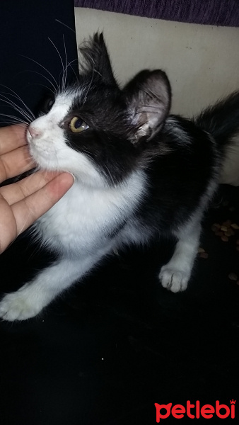 Tekir Kedi, Kedi  Yok fotoğrafı