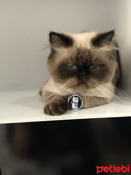İran Kedisi (Persian), Kedi  BADEM fotoğrafı