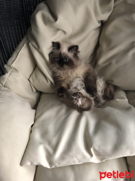 İran Kedisi (Persian), Kedi  BADEM fotoğrafı