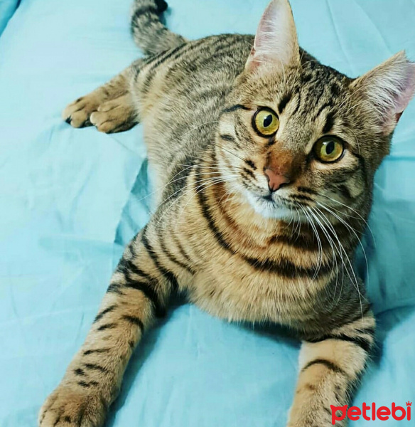 Tekir Kedi, Kedi  Hektor fotoğrafı