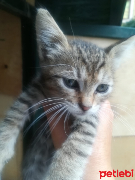 Tekir Kedi, Kedi  henüz isim konmadı fotoğrafı