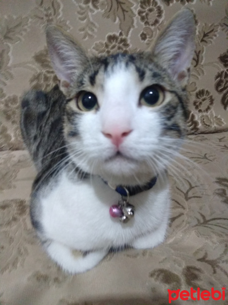 Tekir Kedi, Kedi  Gofret fotoğrafı