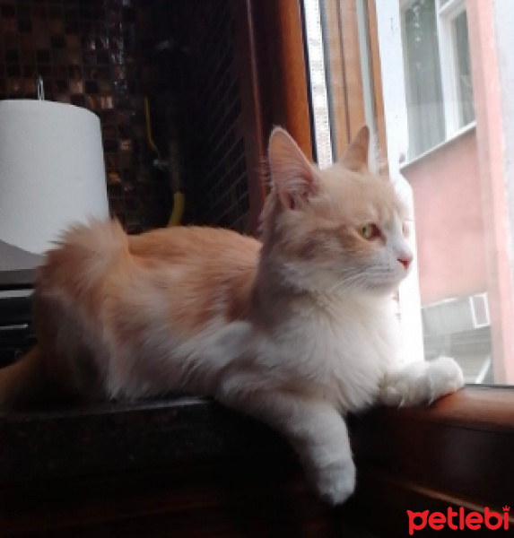 Tekir Kedi, Kedi  Luna fotoğrafı