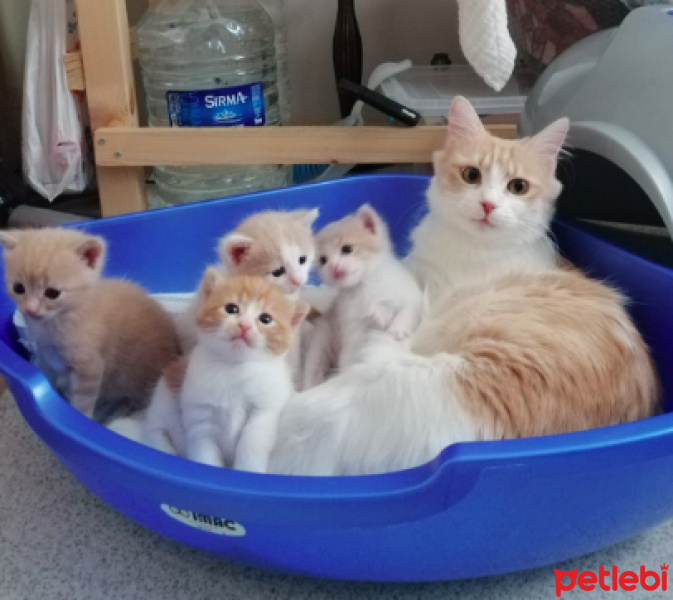 Tekir Kedi, Kedi  Luna fotoğrafı