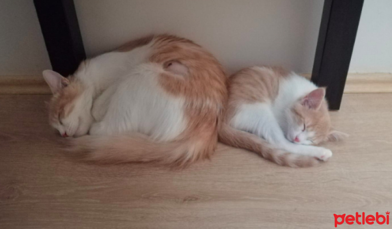Tekir Kedi, Kedi  Luna fotoğrafı