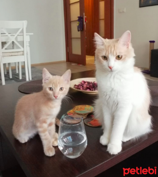 Tekir Kedi, Kedi  Luna fotoğrafı