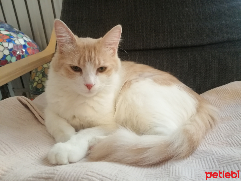 Tekir Kedi, Kedi  Luna fotoğrafı
