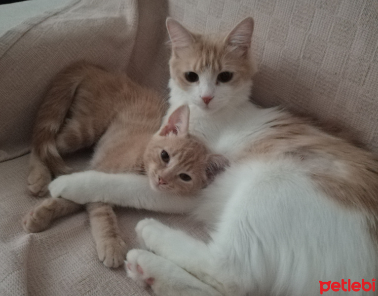 Tekir Kedi, Kedi  Luna fotoğrafı