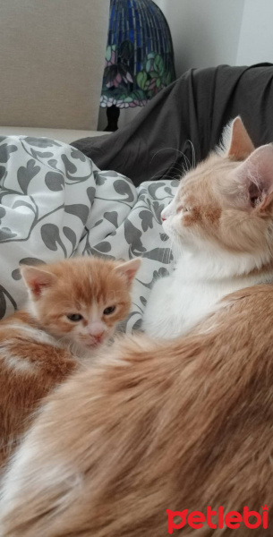 Tekir Kedi, Kedi  Luna fotoğrafı