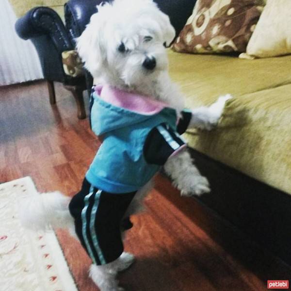 Maltese, Köpek  Nix fotoğrafı