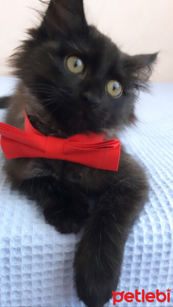 Maine Coon, Kedi  Karam fotoğrafı