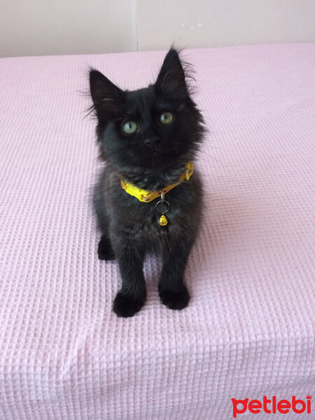 Maine Coon, Kedi  Karam fotoğrafı