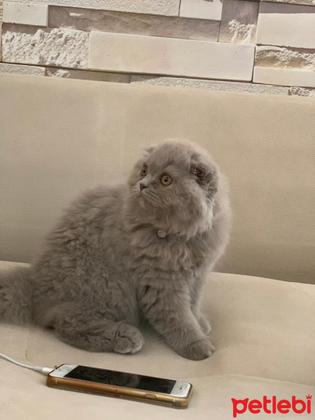 Scottish Fold, Kedi  LEO fotoğrafı
