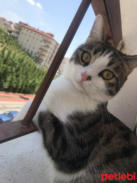 Tekir Kedi, Kedi  Ares fotoğrafı