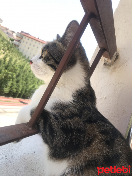 Tekir Kedi, Kedi  Ares fotoğrafı