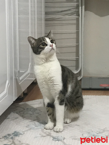 Tekir Kedi, Kedi  Ares fotoğrafı