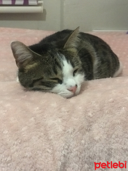 Tekir Kedi, Kedi  Ares fotoğrafı
