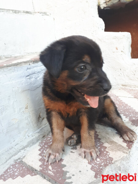 Labrador Retriever, Köpek  Bobi fotoğrafı