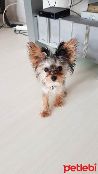 Yorkshire Terrier, Köpek  Çakır fotoğrafı