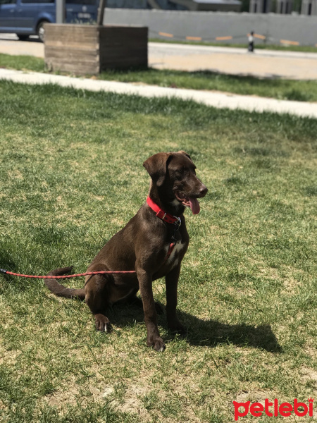 Labrador Retriever, Köpek  Hera fotoğrafı