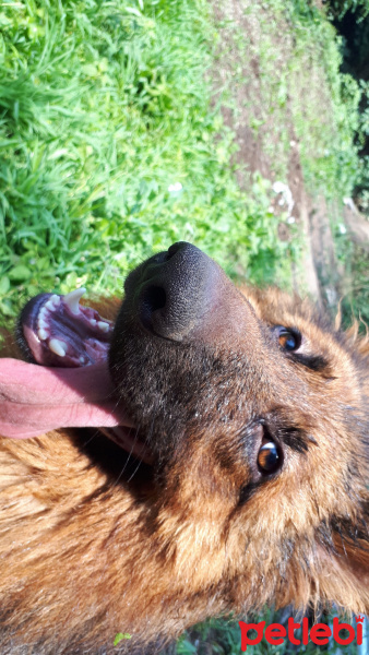Alman Çoban Köpeği, Köpek  Aşil fotoğrafı