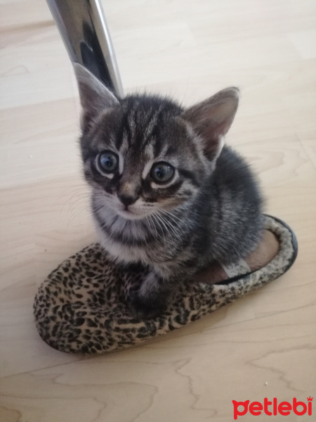 Soke, Kedi  Boncuk fotoğrafı