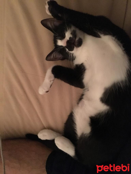 Tuxedo (Smokin) Kedi, Kedi  Mera fotoğrafı