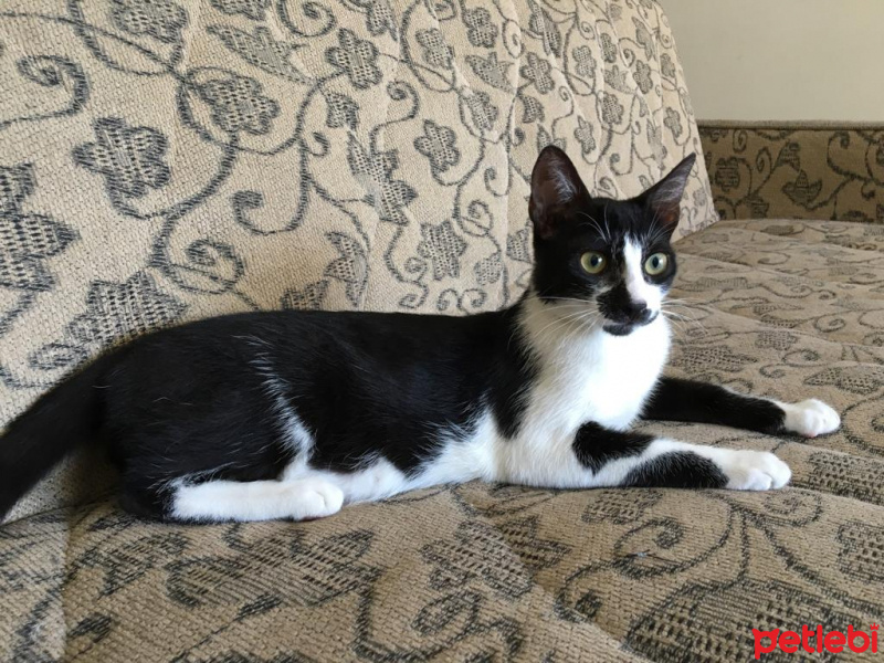 Tuxedo (Smokin) Kedi, Kedi  Mera fotoğrafı
